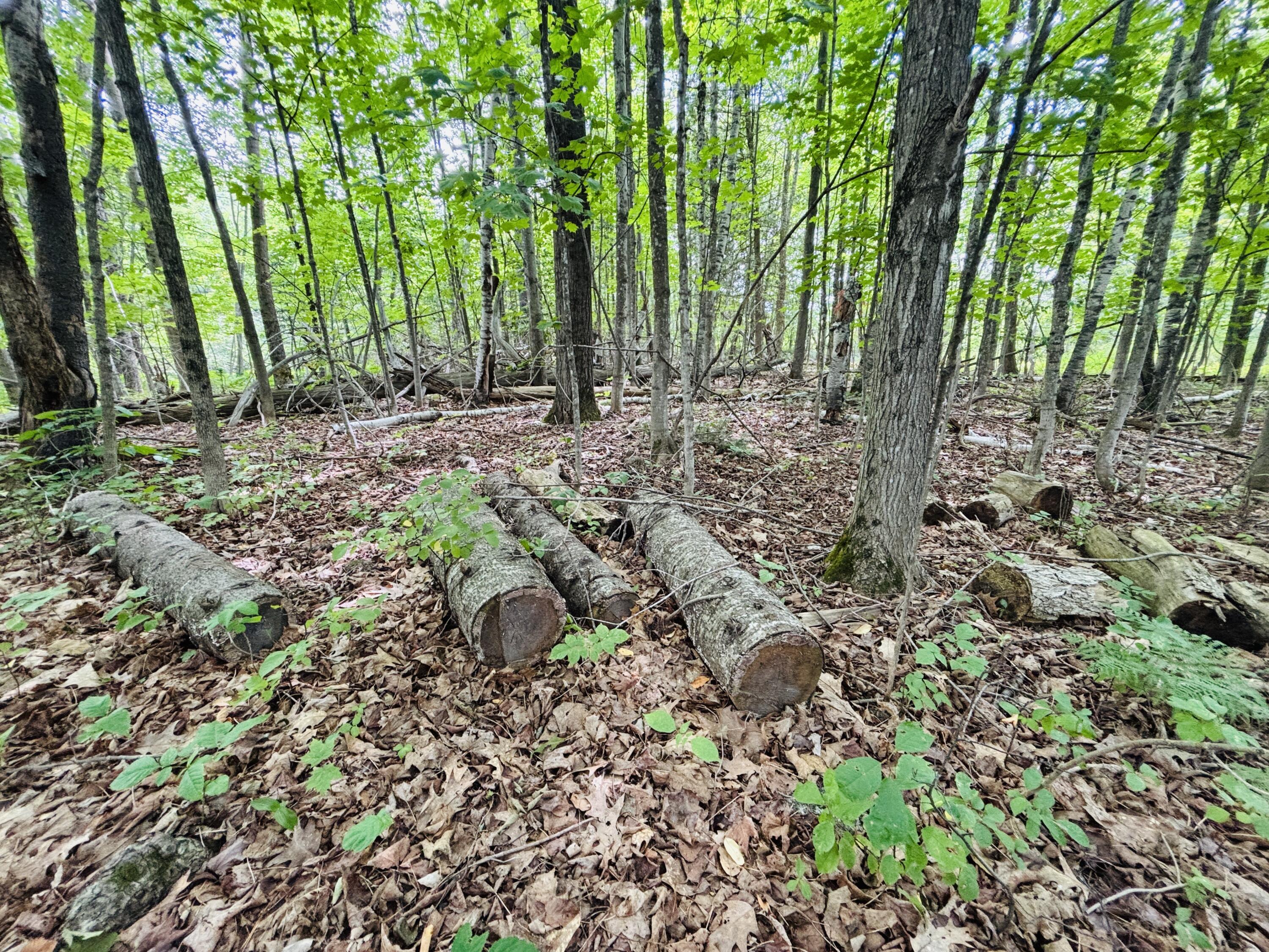 13 Lower Notch Road Garland, ME 04939 - Photo 10 of 27 IMG_0201