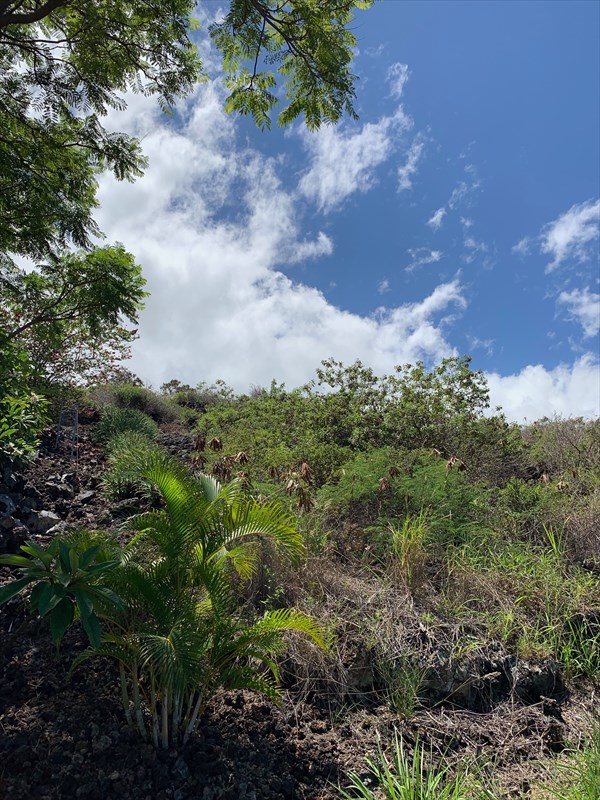 232 Ili Ili Road Captain Cook, HI 96704 - Photo 4 of 17 Gallery Image 4