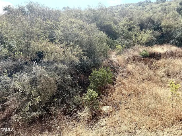 a view of a forest with trees all around