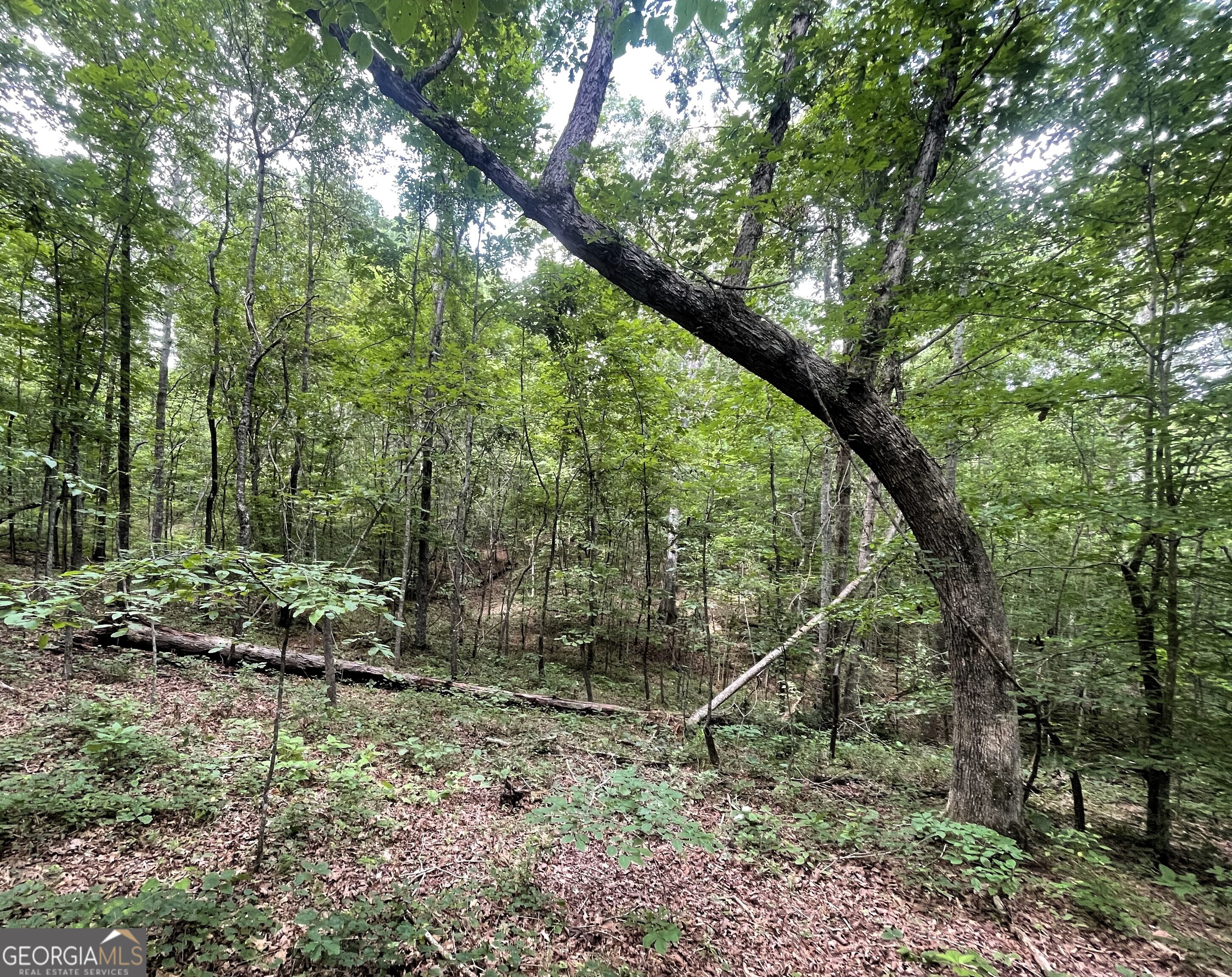 0 Dowdy Road Roopville, GA 30170 - Photo 2 of 13