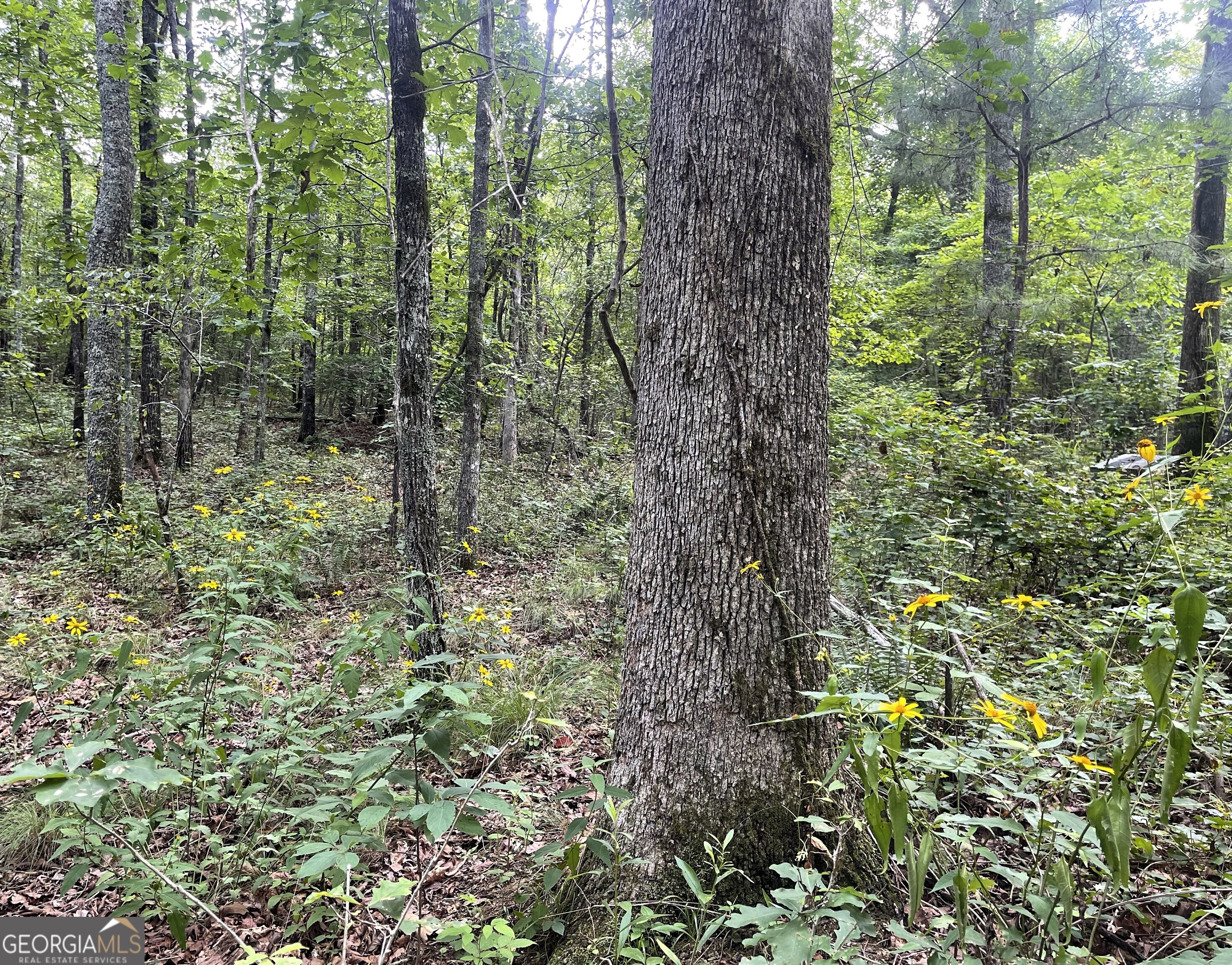 0 Dowdy Road Roopville, GA 30170 - Photo 3 of 13
