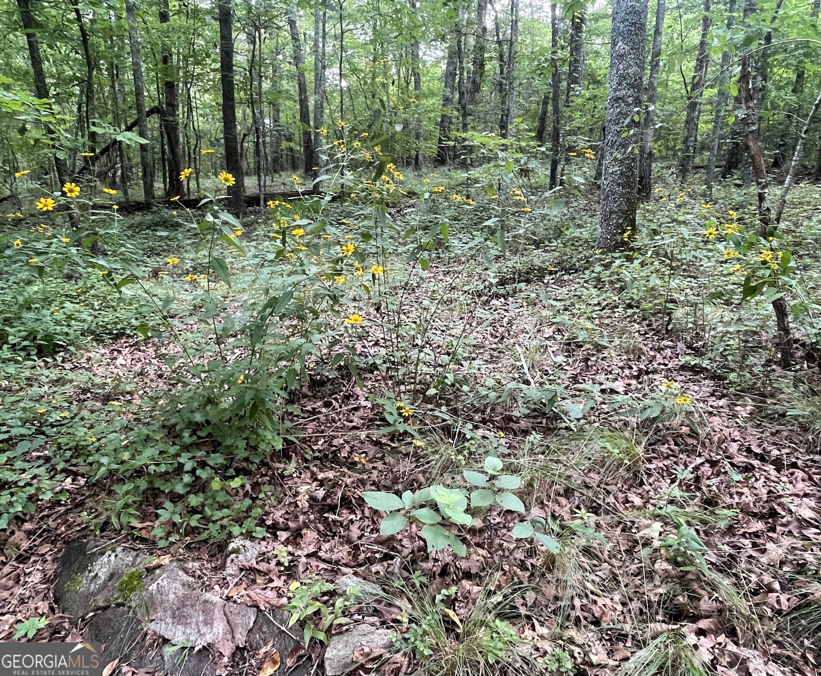 0 Dowdy Road Roopville, GA 30170 - Photo 4 of 13