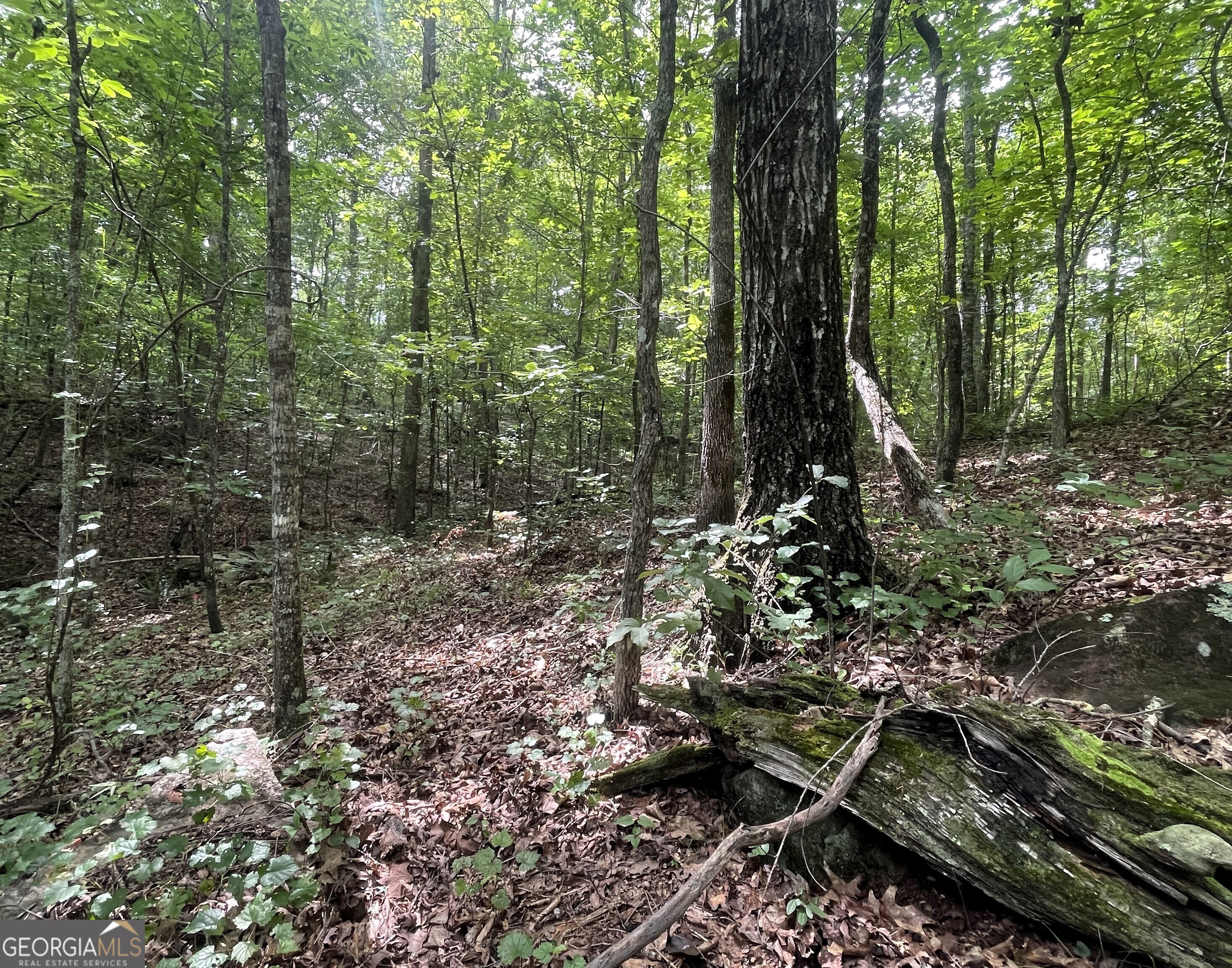 0 Dowdy Road Roopville, GA 30170 - Photo 5 of 13