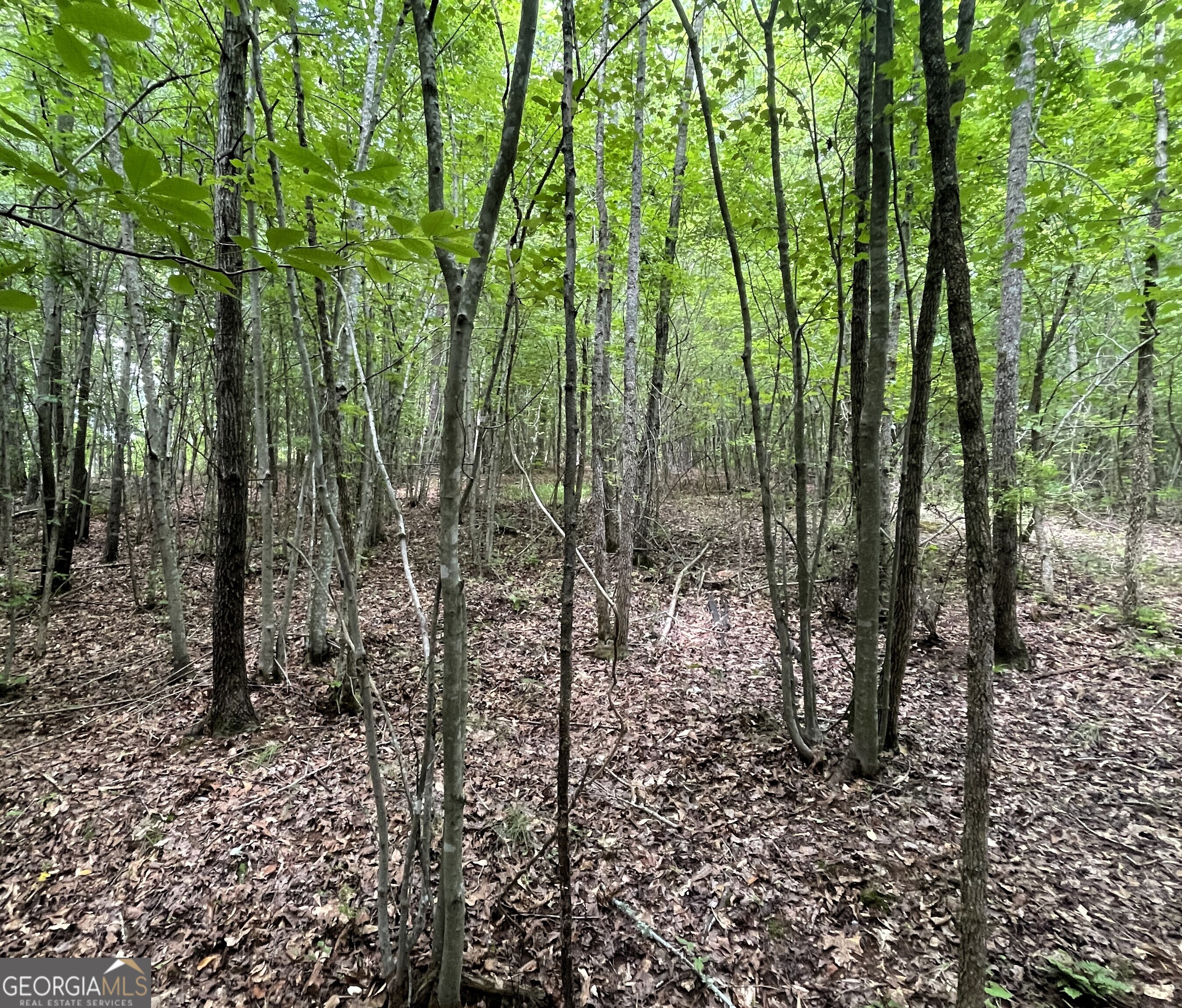 0 Dowdy Road Roopville, GA 30170 - Photo 8 of 13