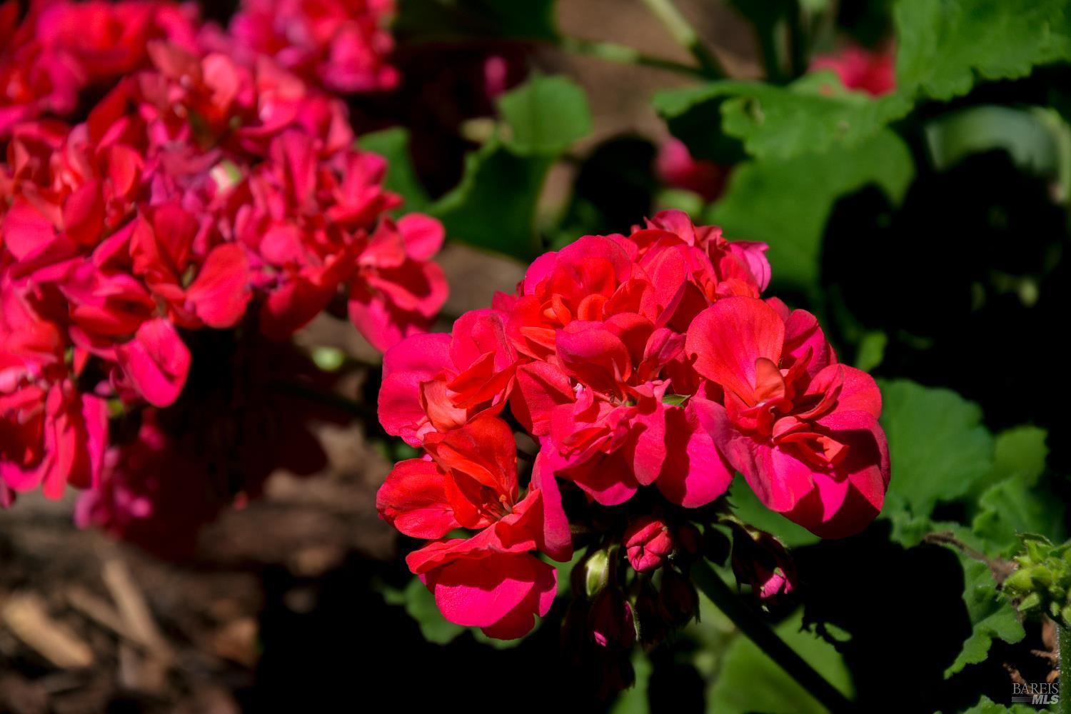 115 Myrtle Avenue San Rafael, CA 94901 - Photo 36 of 48