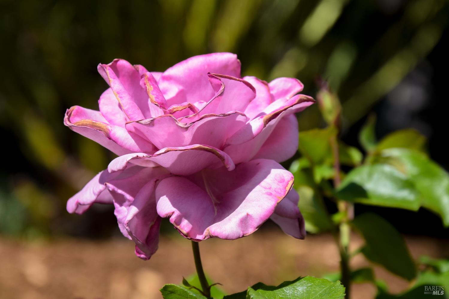 115 Myrtle Avenue San Rafael, CA 94901 - Photo 38 of 48