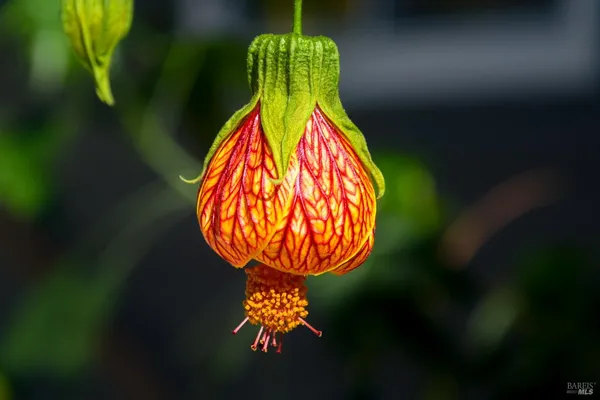 $1,250,000 | 115 Myrtle Avenue, San Rafael, CA 94901