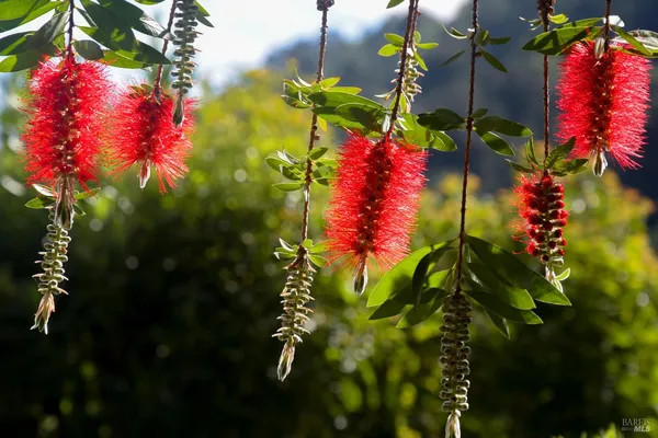 $1,250,000 | 115 Myrtle Avenue, San Rafael, CA 94901