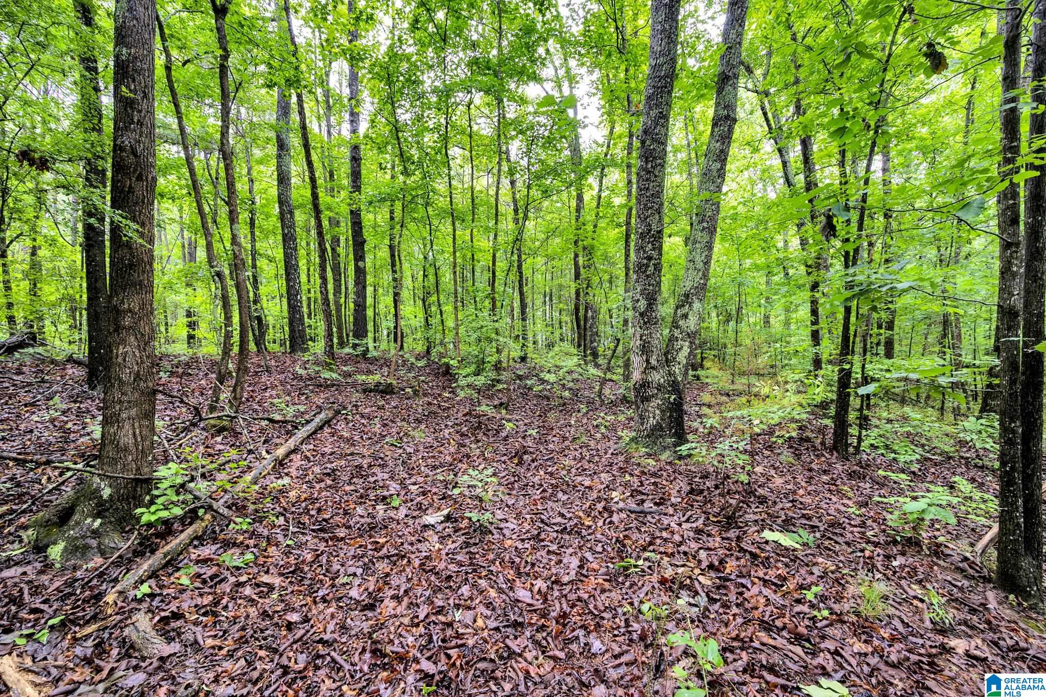 530 Mt Road Blountsville, AL 35031 - Photo 4 of 18