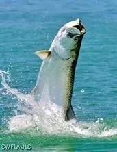 a view of a bird bath room