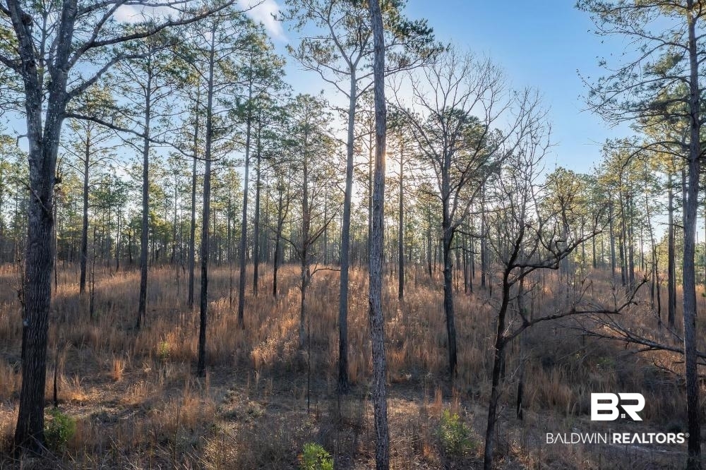 0 Private Road Millry, AL 36558 - Photo 5 of 50