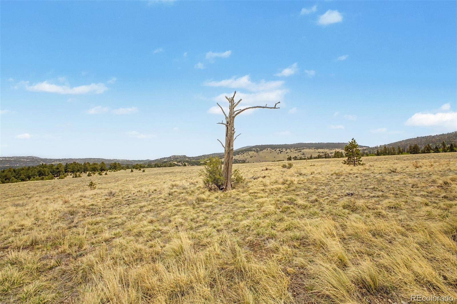 0 Ranger Station Road Florissant, CO 80816 - Photo 11 of 38 Gallery Image 11
