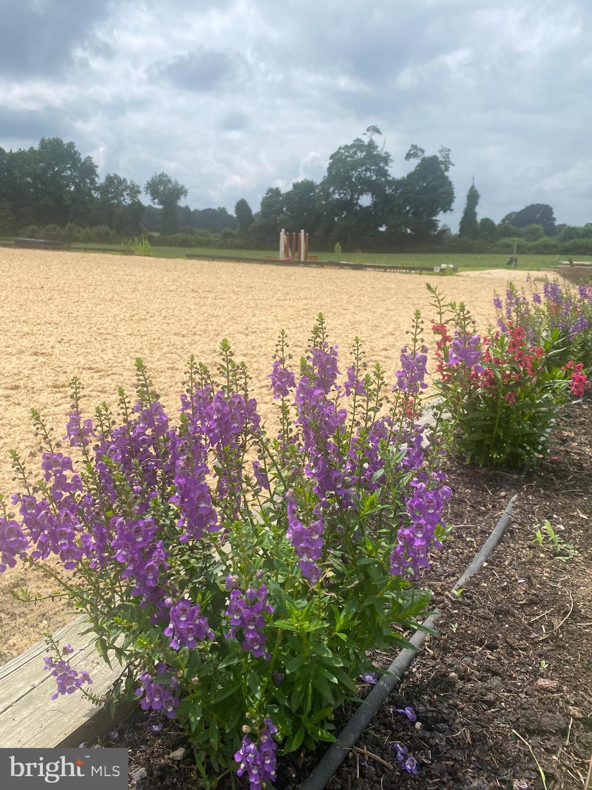 181 Jefferson Road Sewell, NJ 08080 - Photo 51 of 71 Flowers ringside!