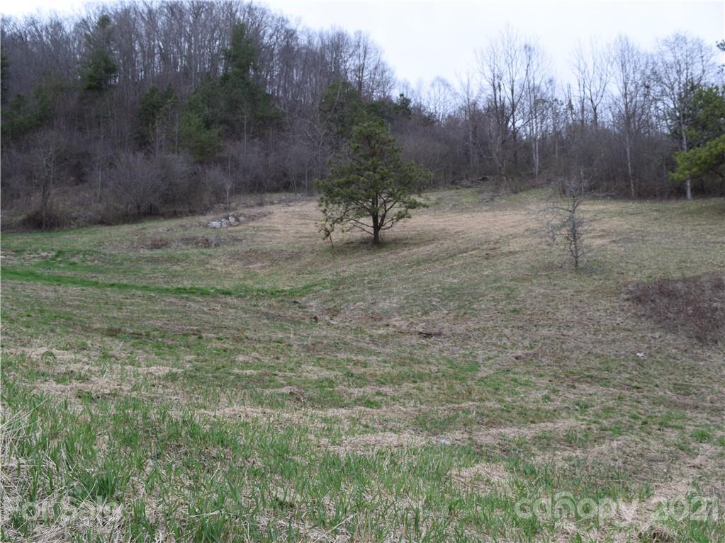 3007 Max Patch Road Clyde, NC 28721 - Photo 5 of 12 a view of a yard with a tree