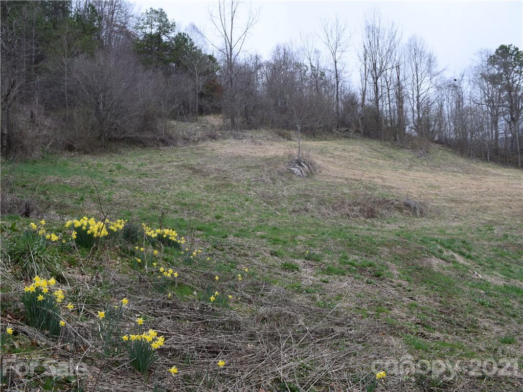 3007 Max Patch Road Clyde, NC 28721 - Photo 8 of 12 a view of a dry yard with trees