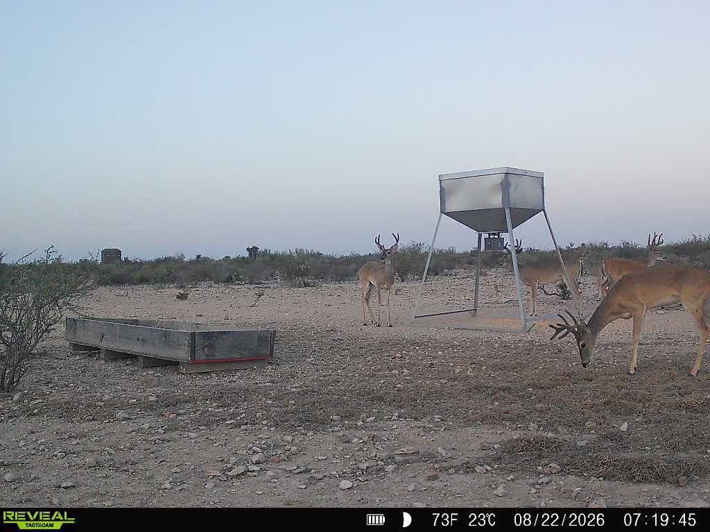 -bendle Rd Bendle Road Dryden, TX 78851 - Photo 28 of 31 Vast acreage featuring rugged, native brush terrain is ideal for hunting and wildlife observation.