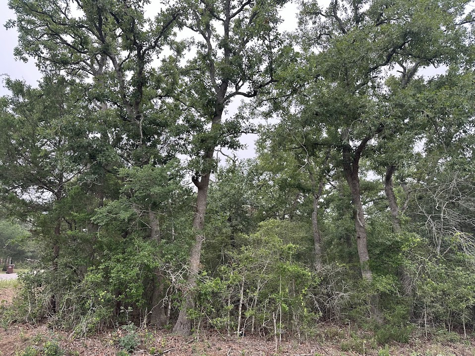 887 Big Berry Road Somerville, TX 77879 - Photo 6 of 10 a view of a tree in a yard