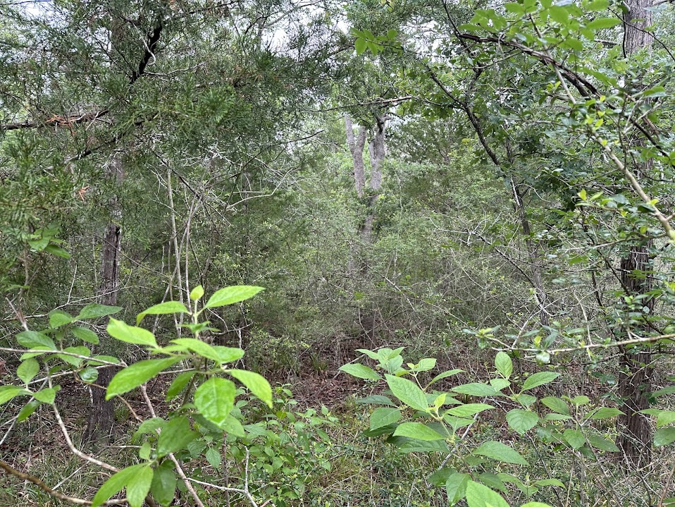 887 Big Berry Road Somerville, TX 77879 - Photo 7 of 10 a backyard of a house with lots of green space and a fountain