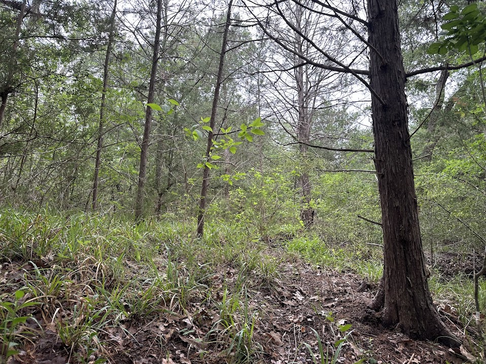 887 Big Berry Road Somerville, TX 77879 - Photo 8 of 10 a view of a forest that has large trees