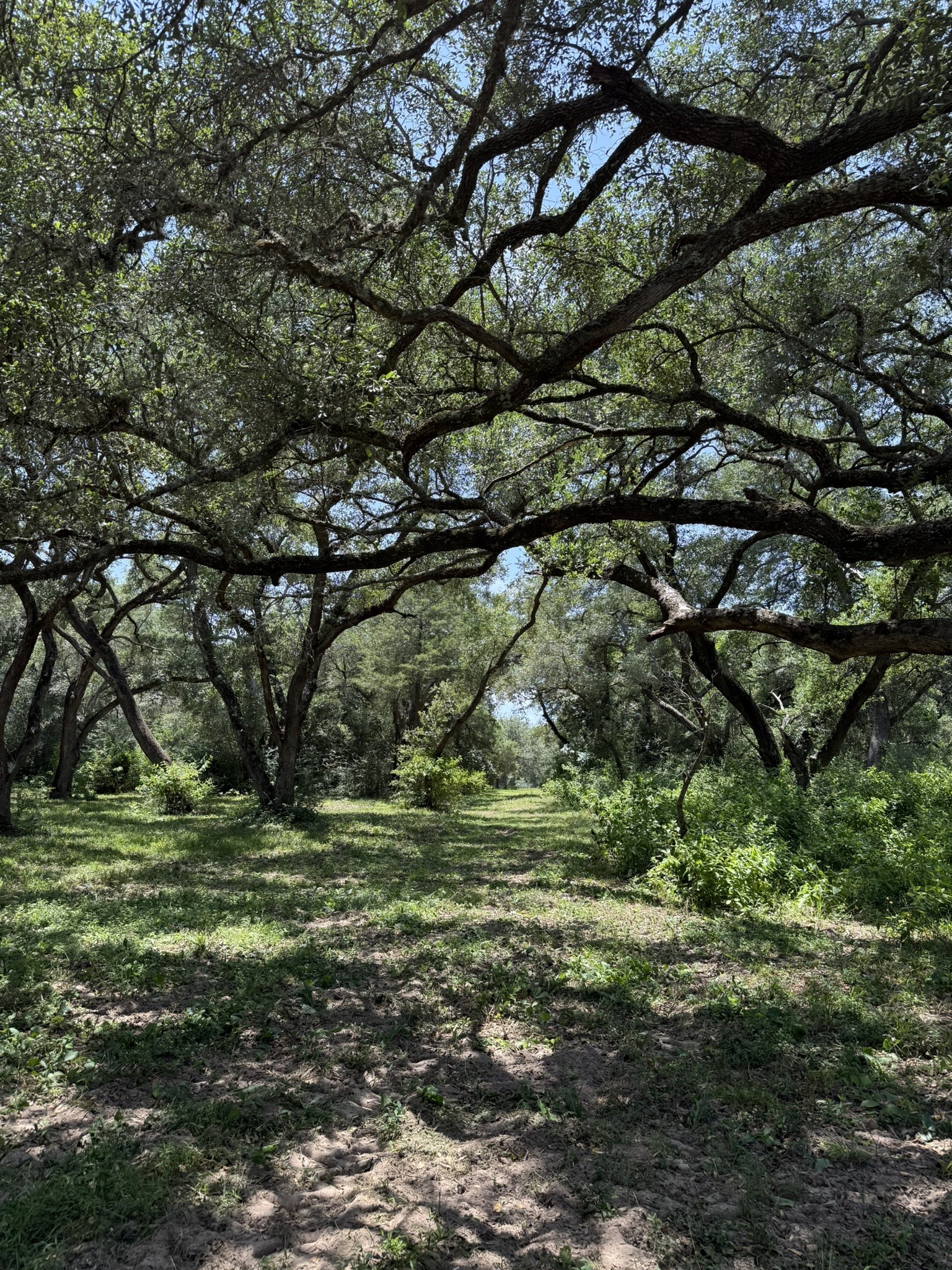 Tbd Rubin Lee Road Cat Spring, TX 78933 - Photo 6 of 47 a view of a field with a tree