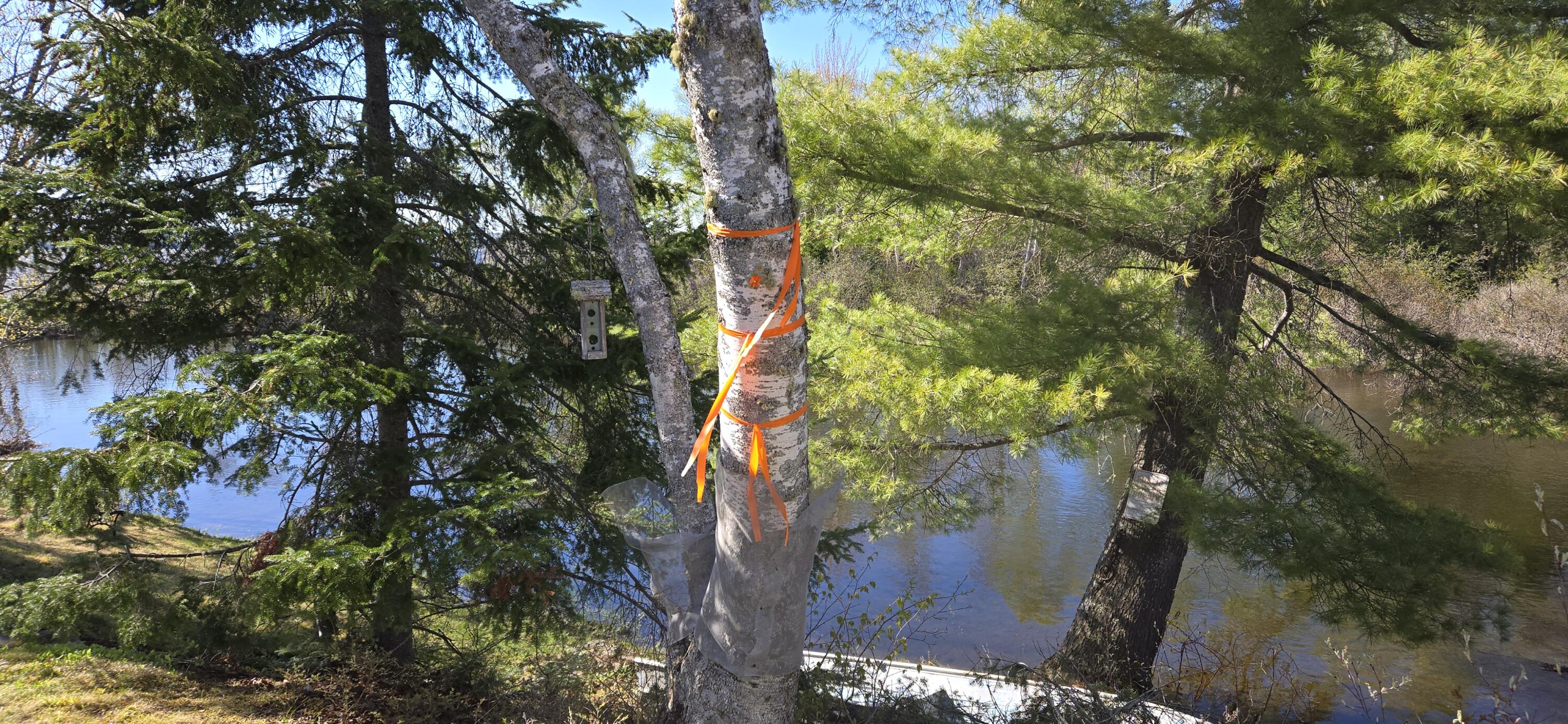 19 Sunset Lane Sinclair, ME 04779 - Photo 35 of 35 20260522_161826