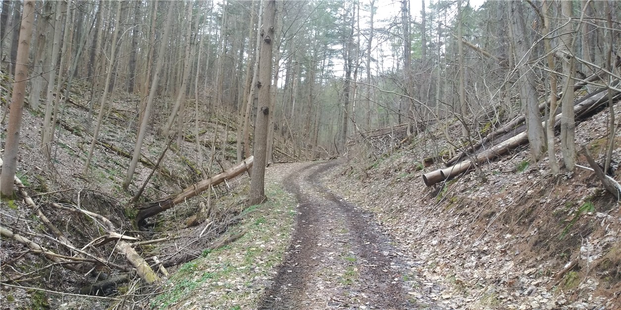 0 Poags Hole Road Dansville, NY 14437 - Photo 5 of 22