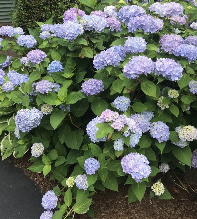 340 Trailside Way, Unit 340 Ashland, MA 01721 - Photo 4 of 39 a view of the flower