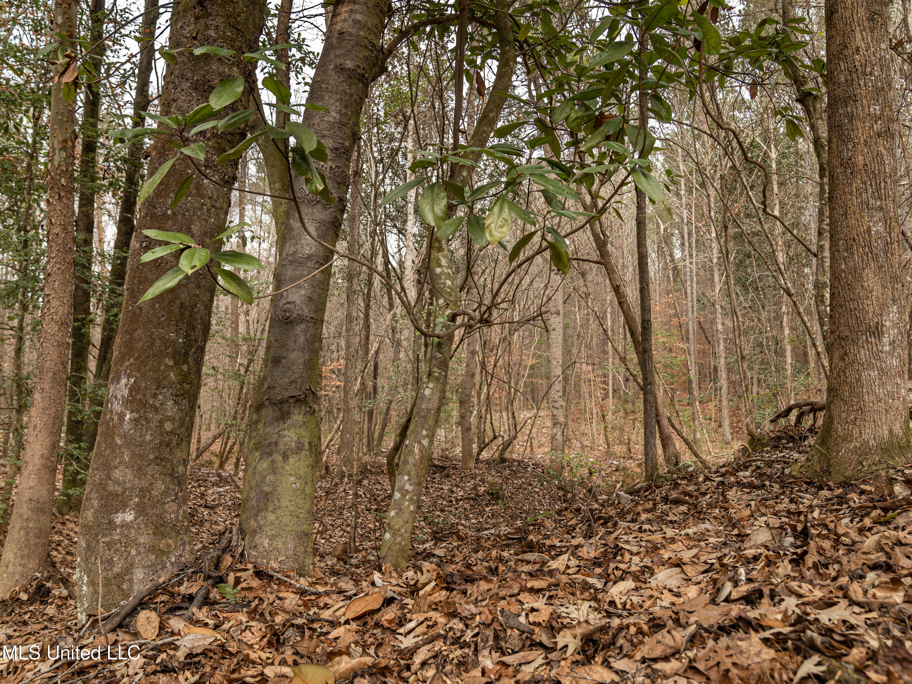 0 Liberty Church Road Meridian, MS 39301 - Photo 12 of 23 MIDWEST Drone 175acre-76