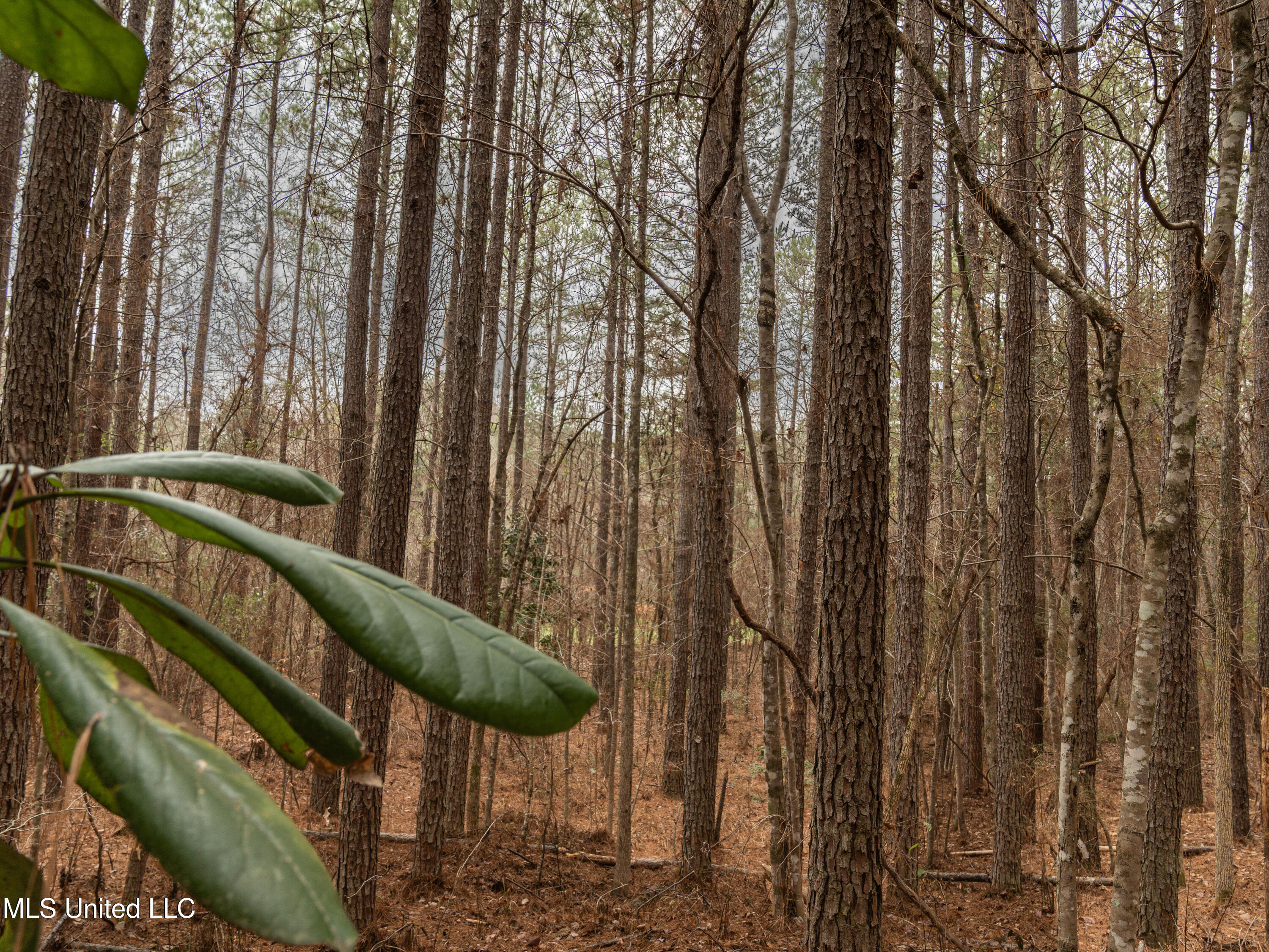 0 Liberty Church Road Meridian, MS 39301 - Photo 13 of 23 MIDWEST Drone 175acre-77