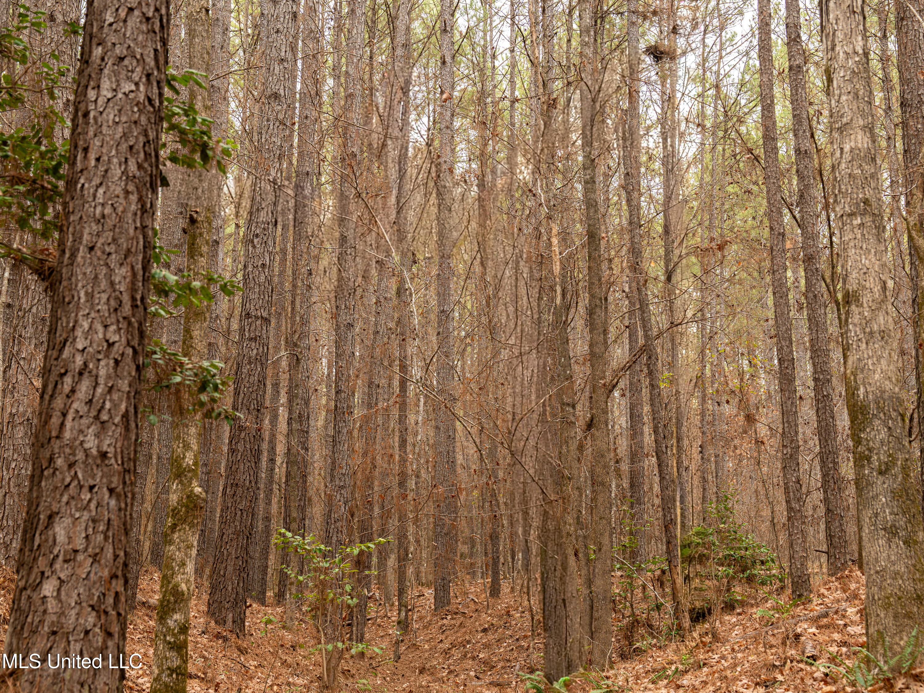 0 Liberty Church Road Meridian, MS 39301 - Photo 15 of 23 MIDWEST Drone 175acre-80