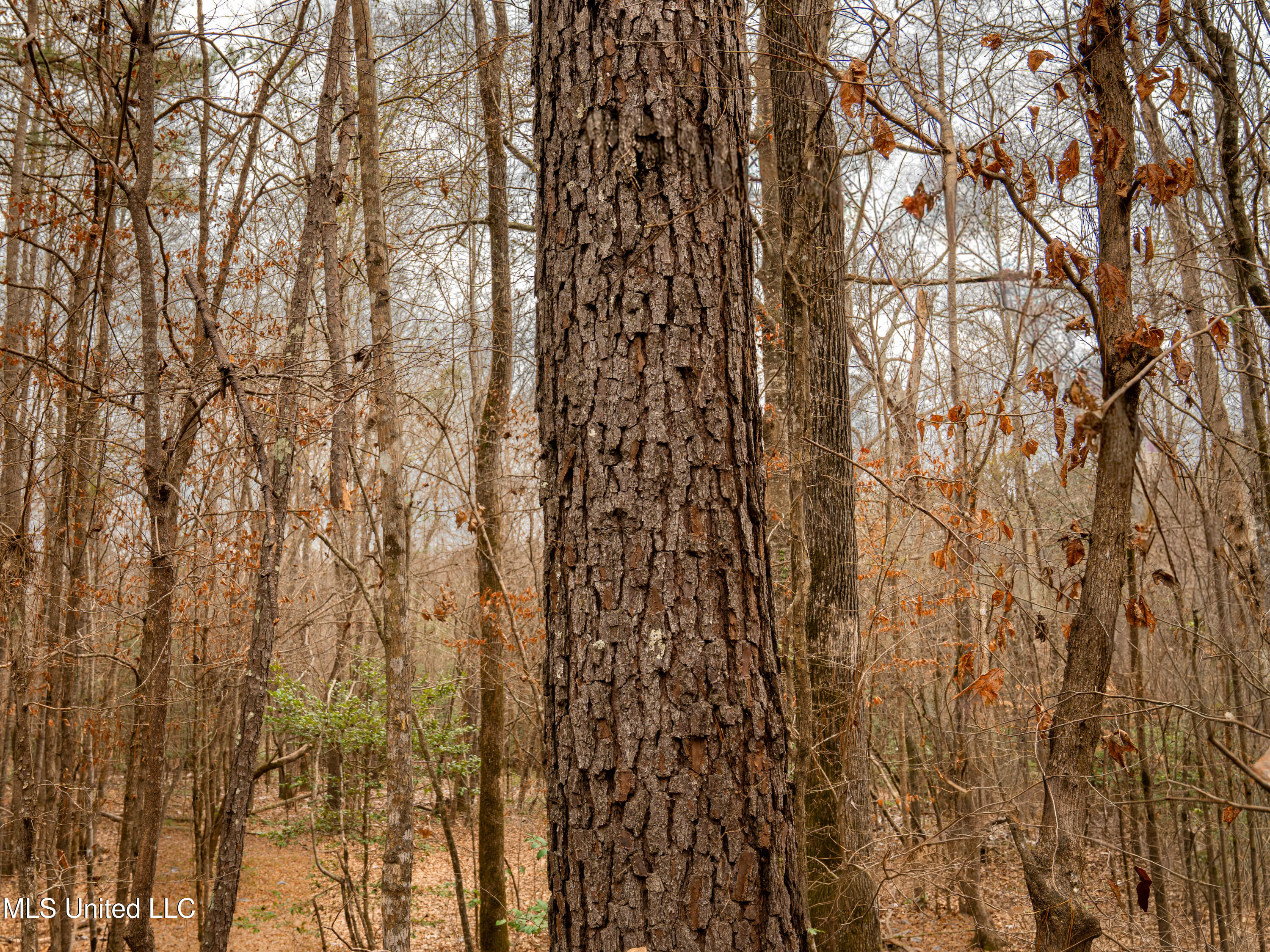 0 Liberty Church Road Meridian, MS 39301 - Photo 16 of 23 MIDWEST Drone 175acre-81