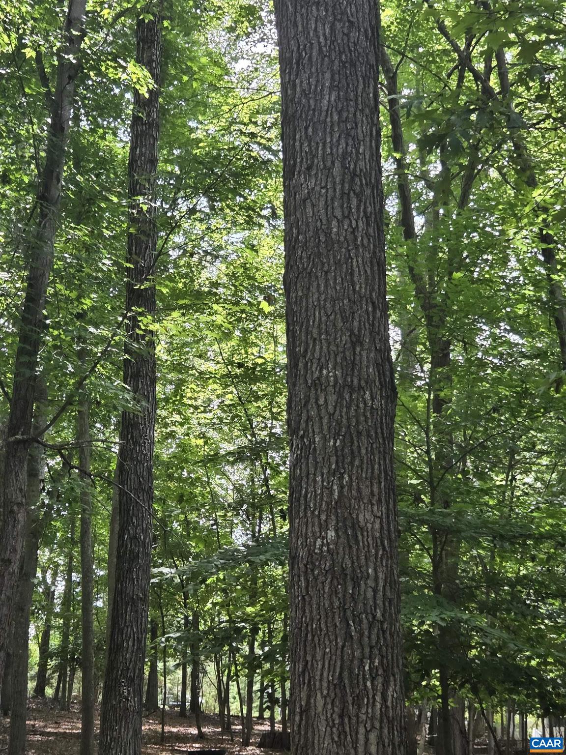 a view of a tree in a yard