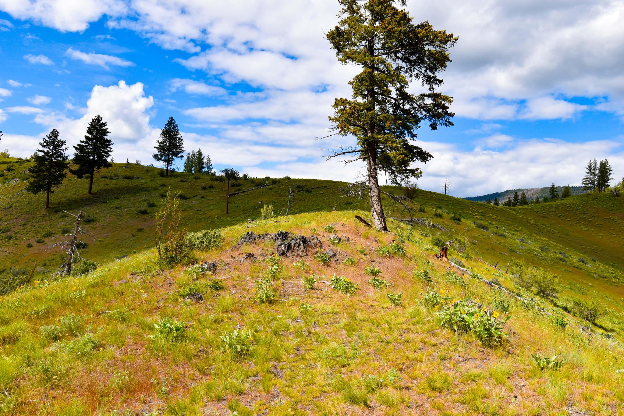 2 Henry Creek Road Plains, MT 59859 - Photo 8 of 40 Gallery Image 8