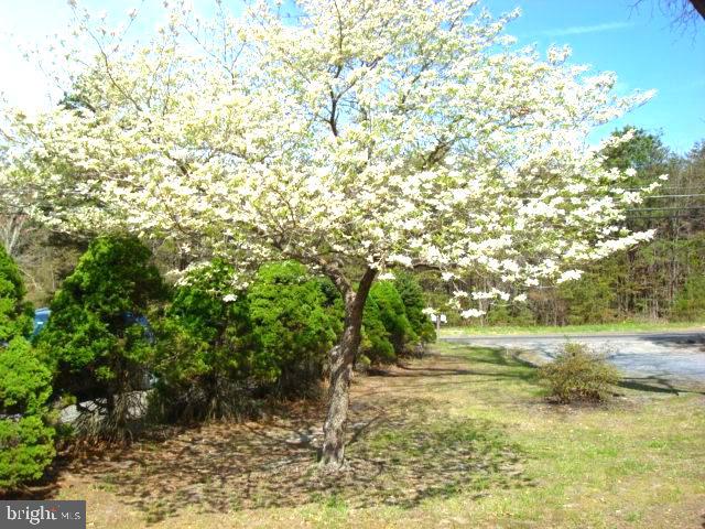 238 Cross Keys Road, Unit AB Berlin, NJ 08009 - Photo 36 of 45 beautiful dogwood tree