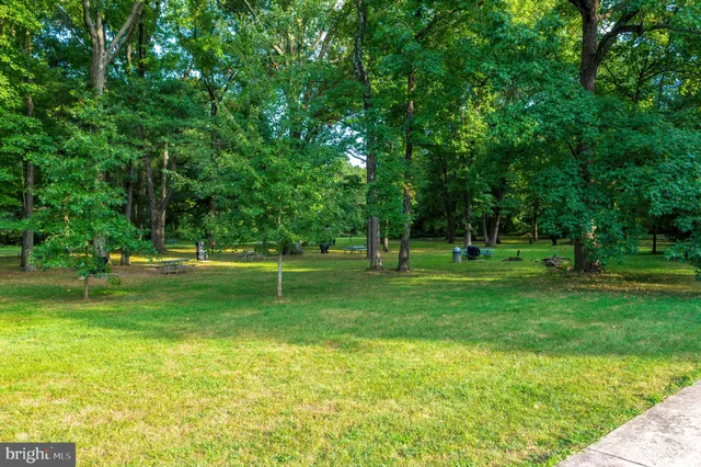 a view of a park with a tree