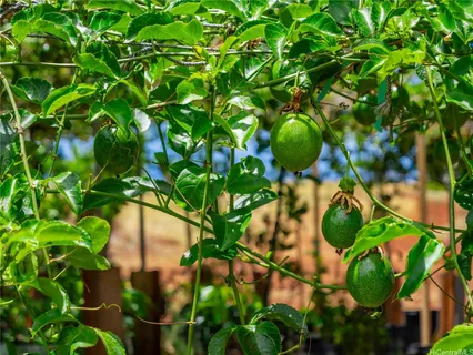 a backyard of a house