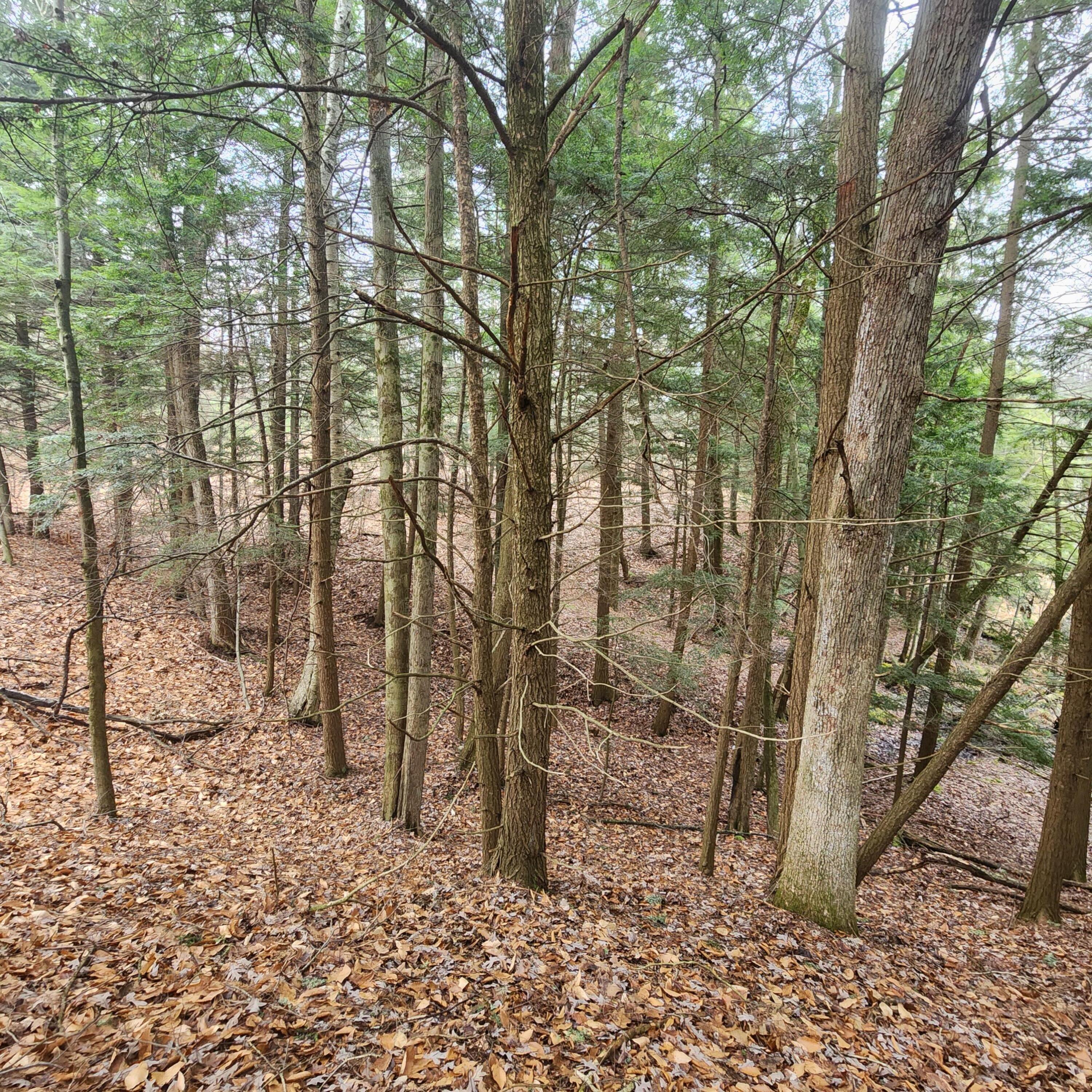 0 Wayne Road Pentwater, MI 49449 - Photo 12 of 13 Wayne Rd 18