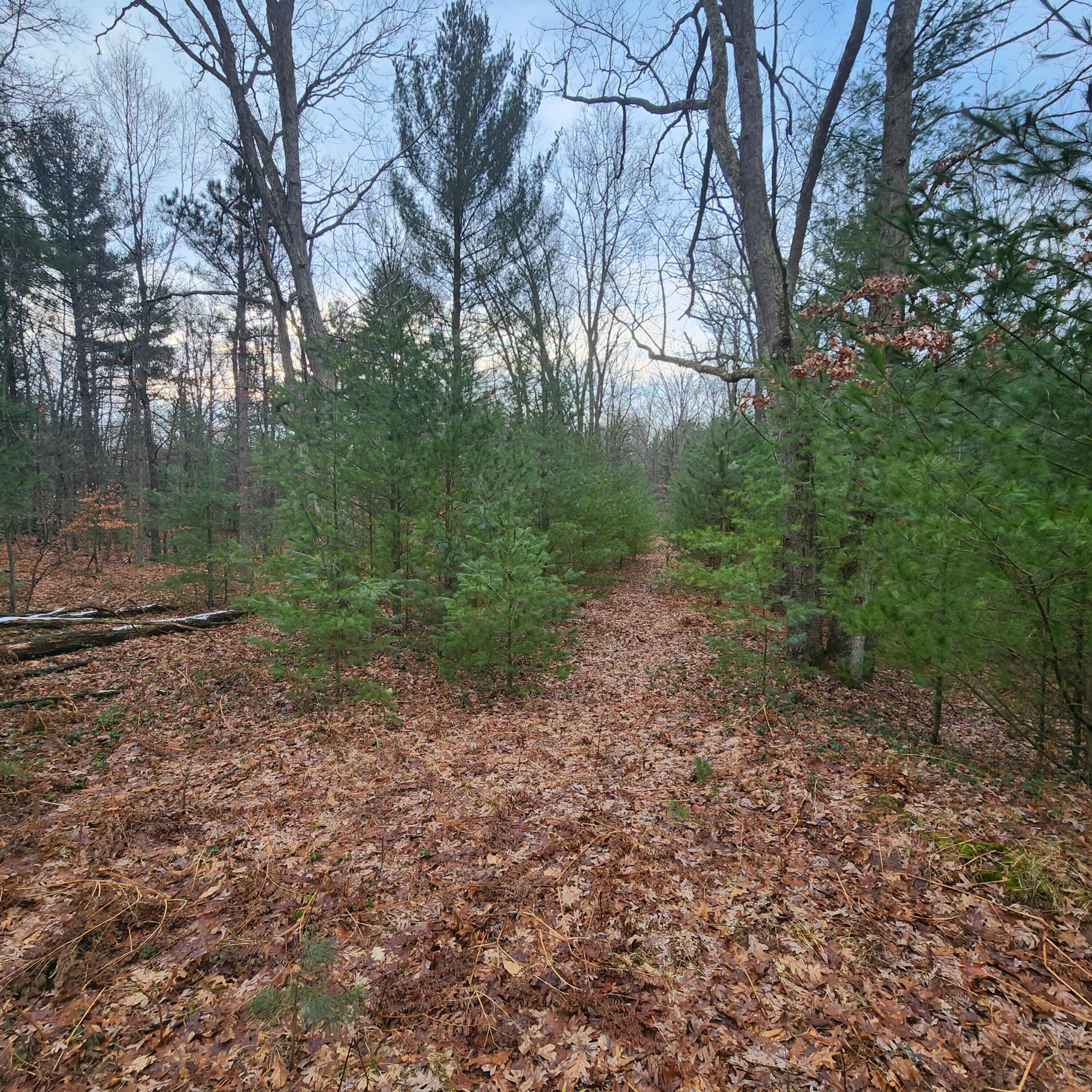 0 Wayne Road Pentwater, MI 49449 - Photo 4 of 13 WAyne Rd 2