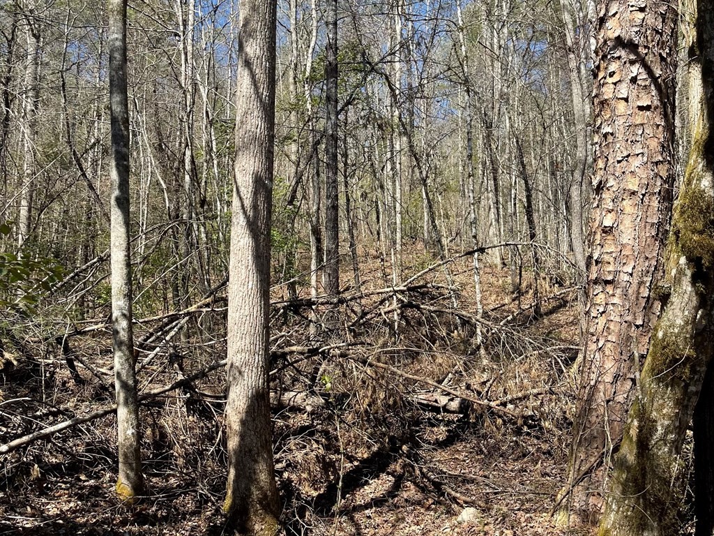 0 Childers Creek Road Reliance, TN 37369 - Photo 2 of 12 a view of covered with green space