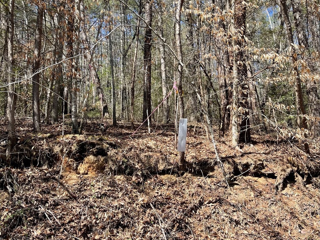 0 Childers Creek Road Reliance, TN 37369 - Photo 3 of 12 a view of a large yard with lots of bushes