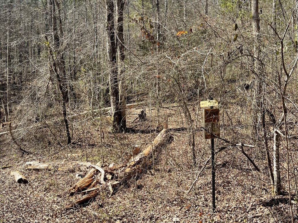 0 Childers Creek Road Reliance, TN 37369 - Photo 7 of 12 a view of a yard with plants and trees