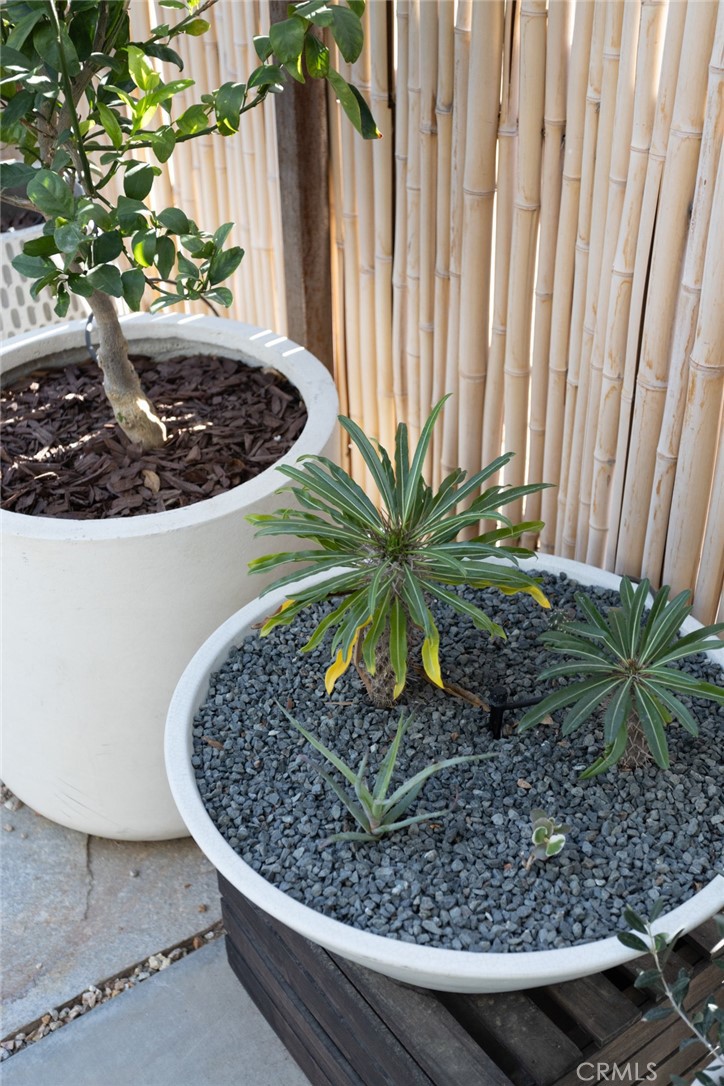 7802 Quail Springs Road Joshua Tree, CA 92252 - Photo 40 of 46 a view of a plant in a room