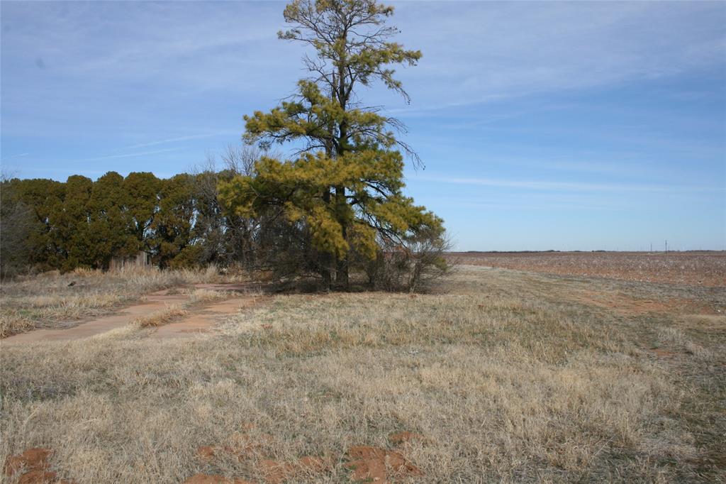 266 Fm266 Corner Goree, TX 76363 - Photo 13 of 27 a view of a flower in a yard