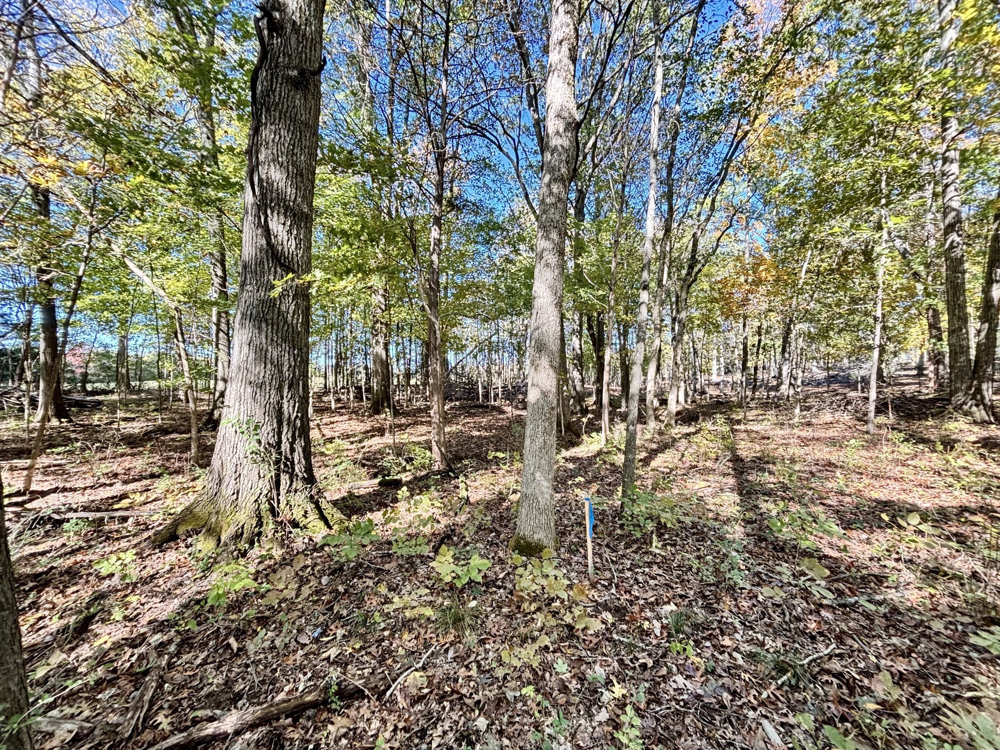 4740 Ash Hill Road Spring Hill, TN 37174 - Photo 74 of 82 a view of yard with trees