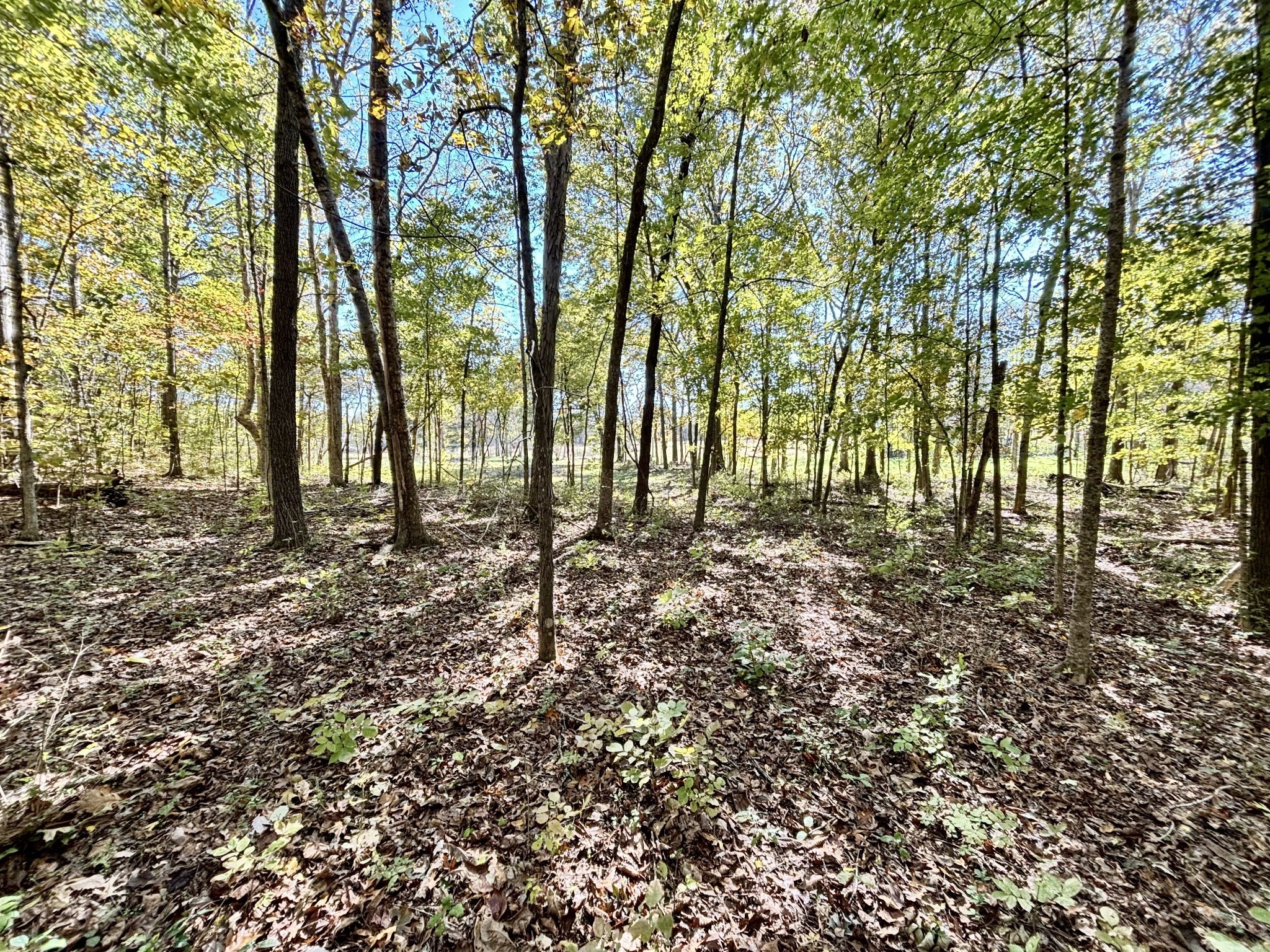4740 Ash Hill Road Spring Hill, TN 37174 - Photo 75 of 82 a view of outdoor space with deck and trees
