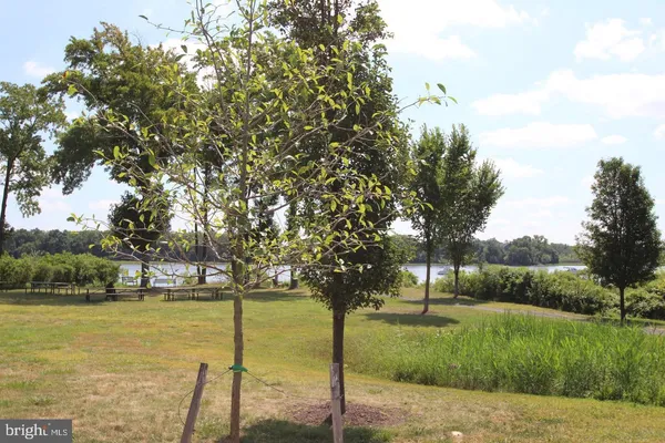 a view of a park with large trees