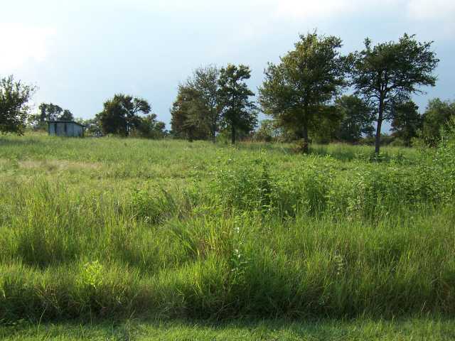a view of a lush green space