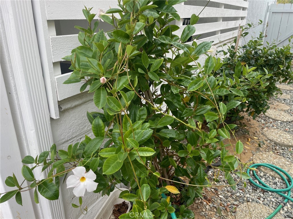 26592 Farrell Street Menifee, CA 92586 - Photo 29 of 31 a plant that is in front of a window