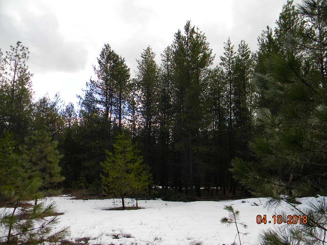 Xoxo Conklin Meadows Road Newport, WA 99156 - Photo 3 of 20 Gallery Image 3