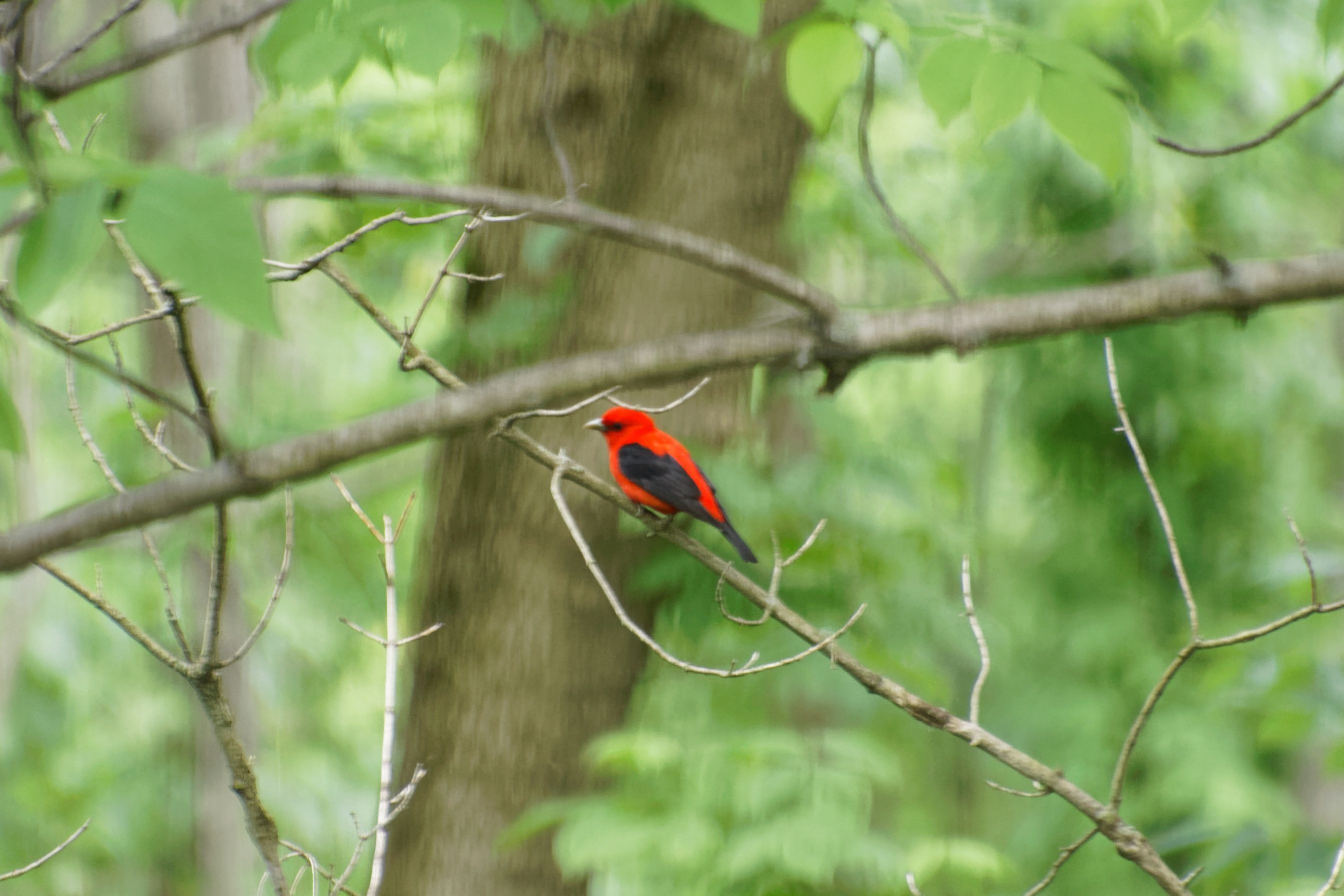 9755 Covington Boulevard Fishers, IN 46037 - Photo 58 of 71